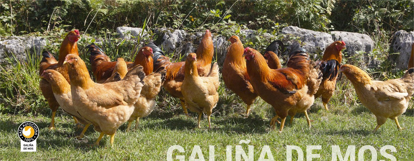 Galinha