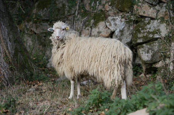 MzIweDIwMC0tMS0wLXVwbG9hZHMvOS9qcXVlcnlfY3ljbGUvb3ZlbGxhLmpwZw==