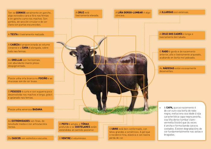 características morfolóxicas caldelá