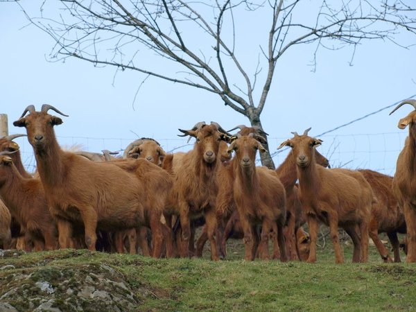 ODAweDYwMC0tMC0wLXVwbG9hZHMvOS9nYWxsZXJ5dmlldy9jYWJyYXMuanBn
