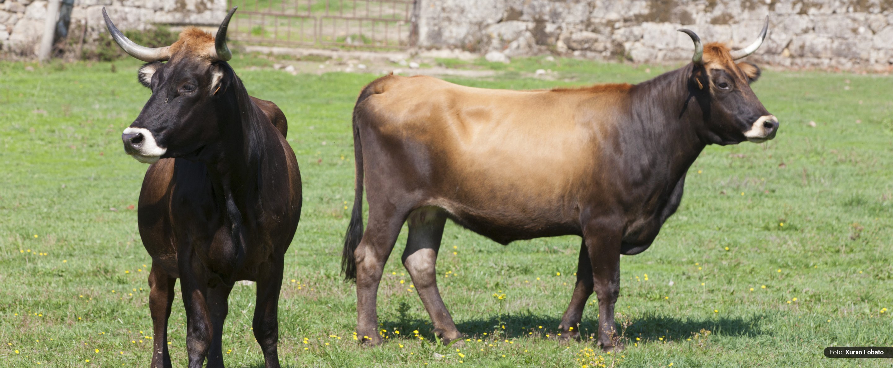 cabecera limia copia