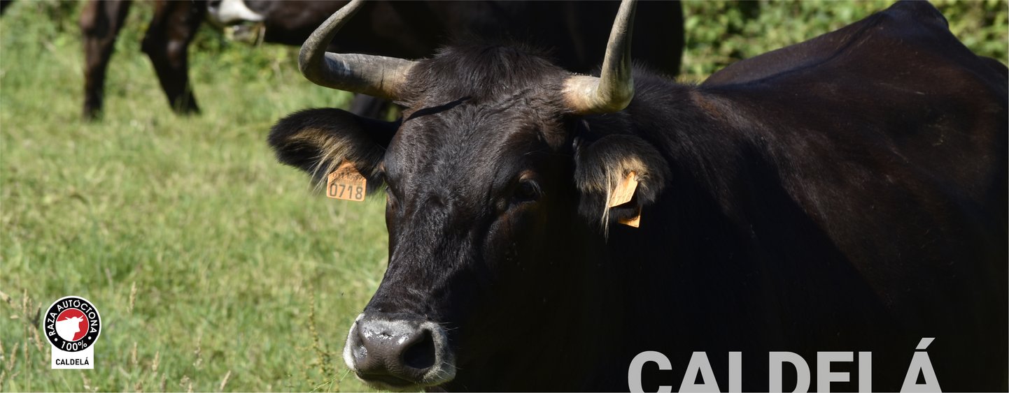 caldela
