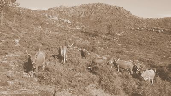 foto-historia-cachena 1