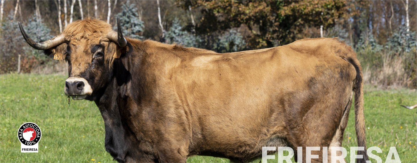 freiresa