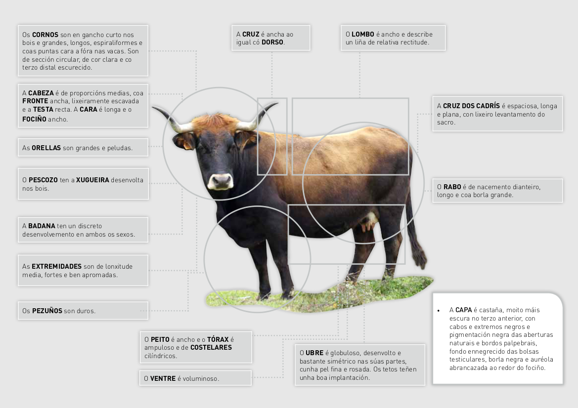 limia