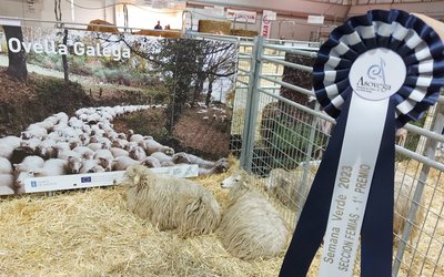 1_og