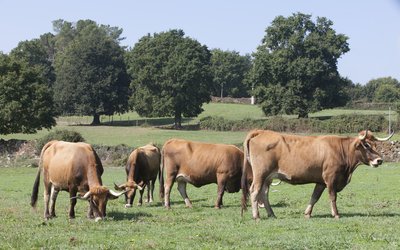 boaga-vianesa-fontefiz-xurxo-lobato-20