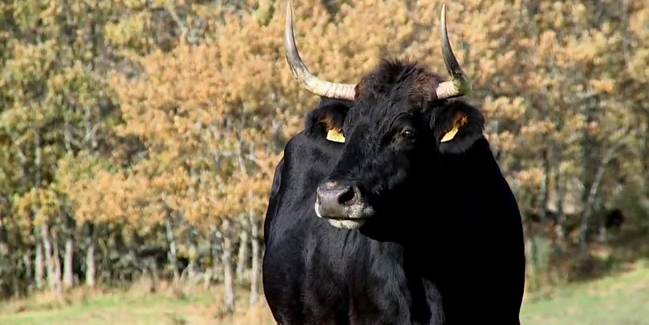 caldela-en-video