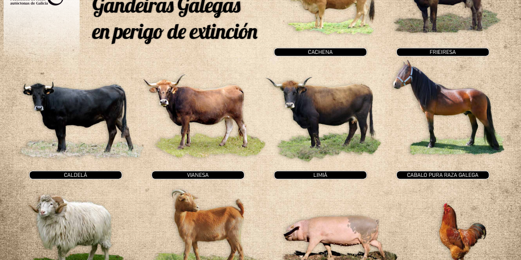 cartel-razas-autoctonas-galegas