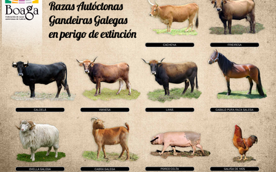 cartel-razas-autoctonas-galegas