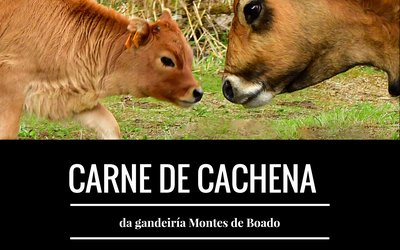 cartel-vaca-e-becerro-cachena-002