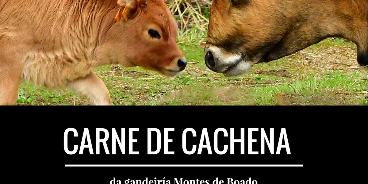 cartel-vaca-e-becerro-cachena-002
