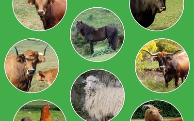 cartel_xornadas