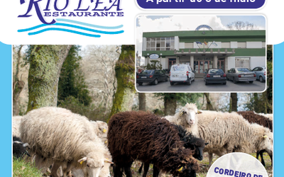 cordeiro-raza-ovella-galega