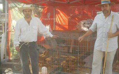 feira-dos-remedios-en-ponteareas-2-