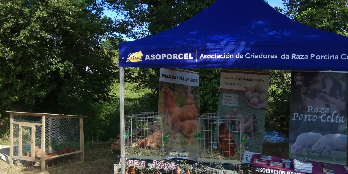 g-mos_-feira-trece_alfoz