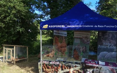g-mos_-feira-trece_alfoz