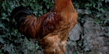 galo-de-raza_galina_mos