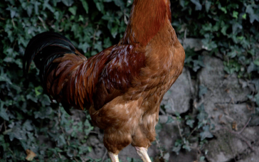 galo-de-raza_galina_mos