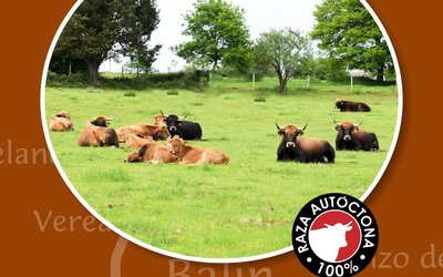 ganaderia-balin-vertical