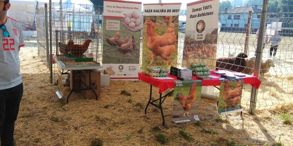 mostra-razas-autoctona-de-rois-san-isidro-galina