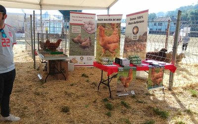 mostra-razas-autoctona-de-rois-san-isidro-galina