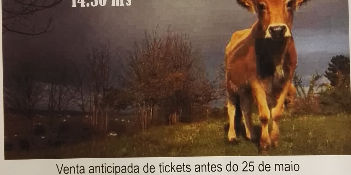 vaca-cachena-en-con-de-hedra-o-grove