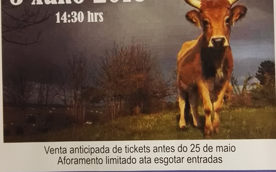 vaca-cachena-en-con-de-hedra-o-grove