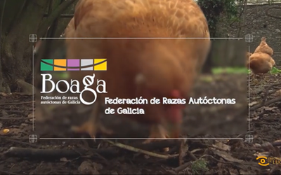 video-boaga_deputacion_-lugo