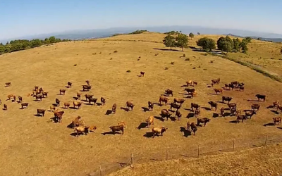 video-limia