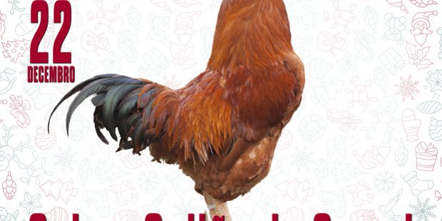 vila-de-cruces_galo-curral