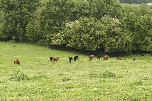 vacas2 copia